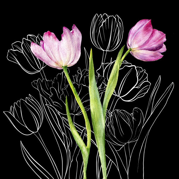 画郁金香花图片下载