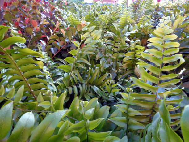 蕨叶野外背景图片图片下载