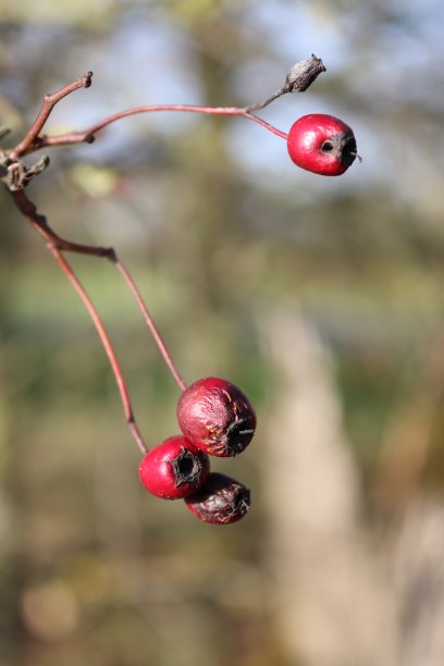 冬季植被素材图片