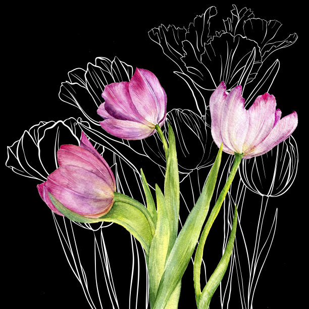 画郁金香花图片下载