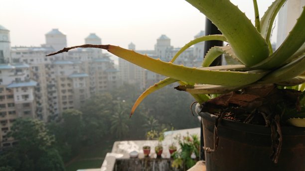 芦荟景观图片下载