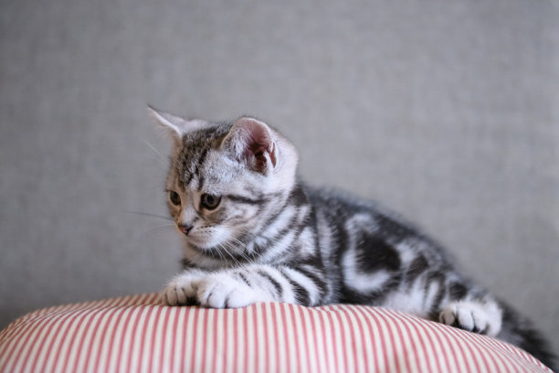 沙发图片素材ID：315232284