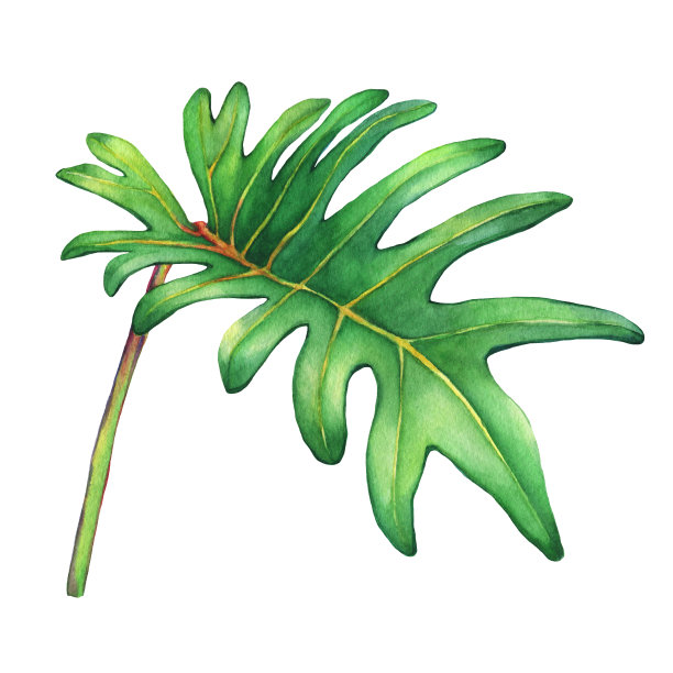 属热带绿叶虎属植物。手绘水彩画。图片下载