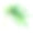 属热带绿叶虎属植物。手绘水彩画。图片下载