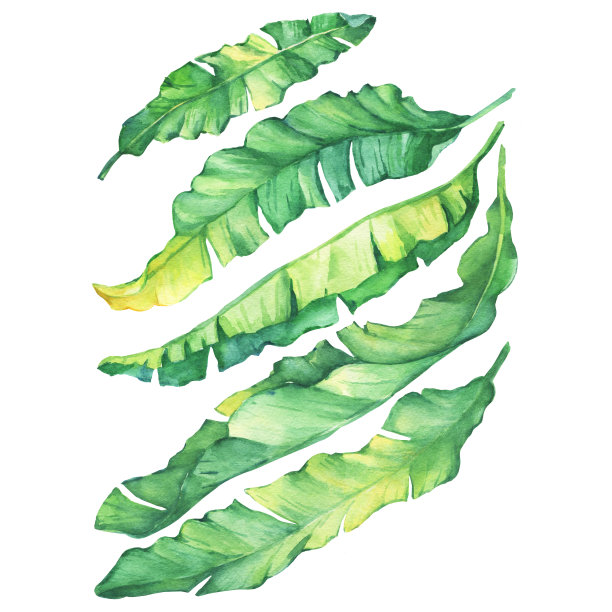 设置异国情调的热带香蕉绿色和黄色的叶子。水彩手绘插画，白色背景。图片下载