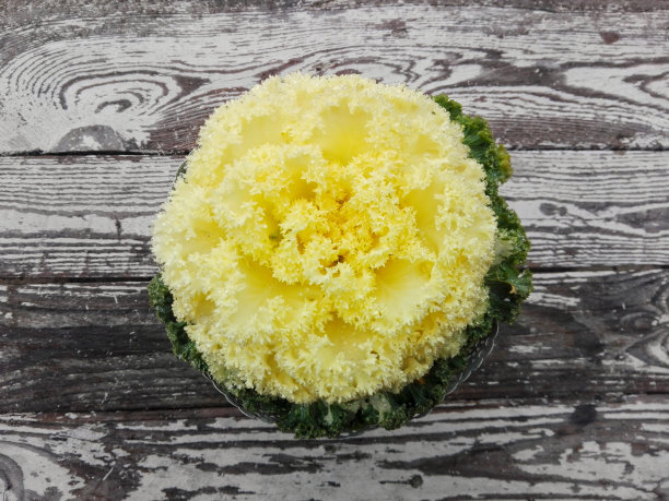 装饰花图片下载