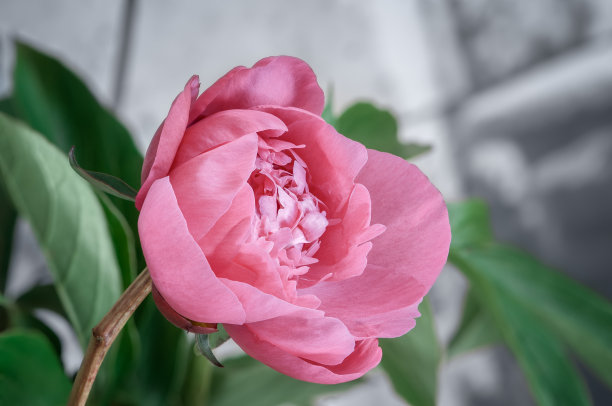 一个粉红色牡丹的特写。素材图片