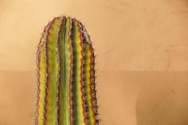 仙人掌霓虹灯。Stillife最小。艺术画廊时装设计。香草时髦的颜色。黄色背景的概念。细节图片下载