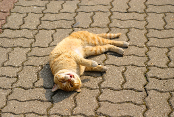 一个泼妇图片下载