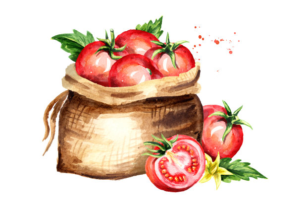 番茄袋。水彩手绘插图，与白色背景隔离图片下载