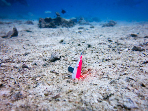 环境问题:水下废弃鬼网污染图像图片下载