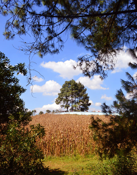 万神殿之树图片下载