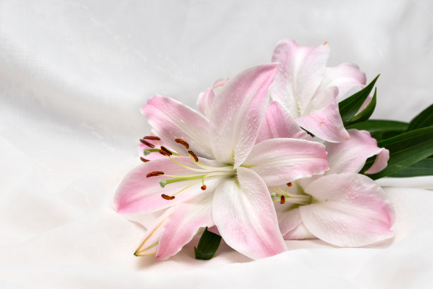 莉莉。美丽的花瓣绽开。明亮的白色花花焦点堆栈。白色织物背景上盛开的花朵图片下载