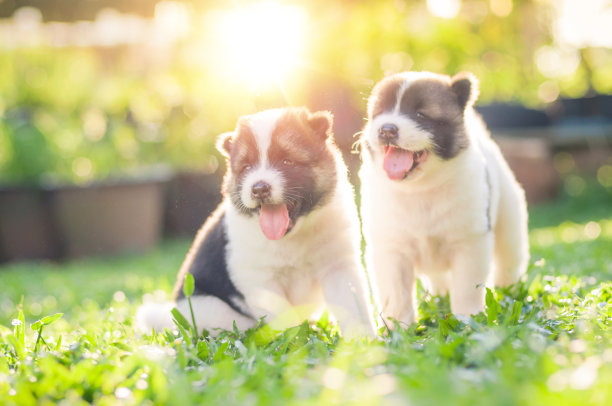 狗bangkaew在早上的草地上玩耍图片下载