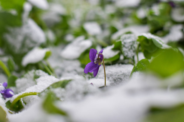 神奇的春天盛开的紫罗兰从雪中生长在野生动物图片下载