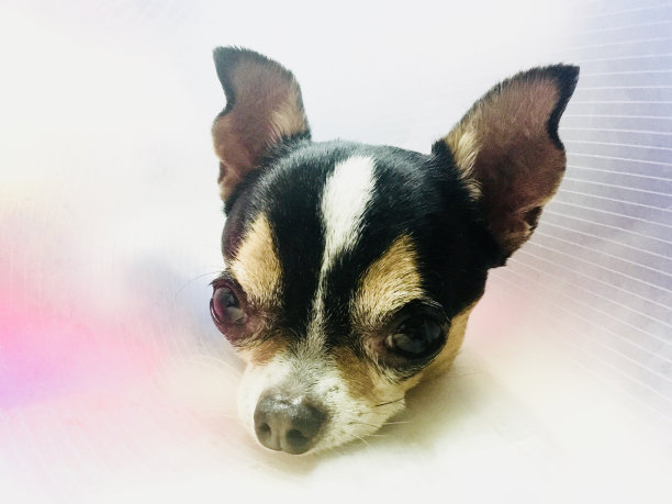 特写生病的吉娃娃与漏斗项圈图片下载