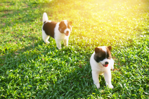 狗bangkaew在早上的草地上玩耍图片下载