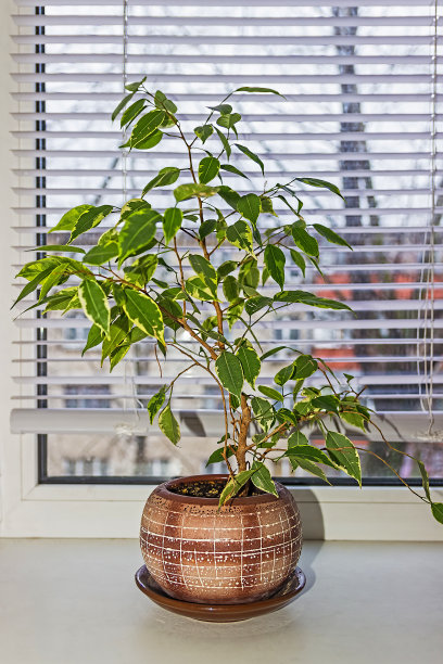 热带榕属植物Benjamina。哭泣的无花果，室内植物。图片下载