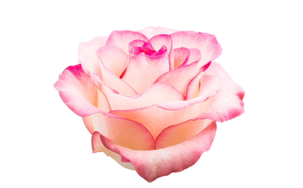 粉色玫瑰孤立图片下载