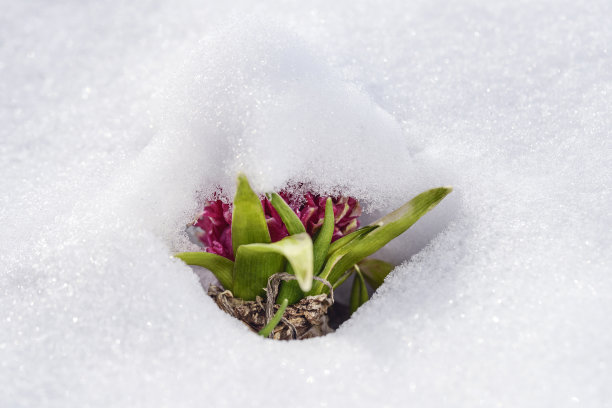 粉红色的风信子在春天的雪堆里开着绿叶花。图片下载