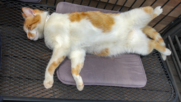 熟睡的猫图片下载