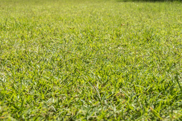 模糊公园背景下的绿色草地特写，春夏概念图片下载