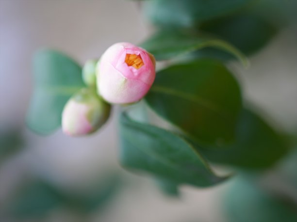 山茶花图片素材ID：315318138