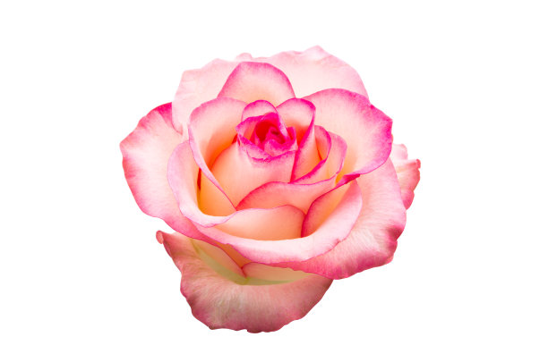 粉色玫瑰孤立图片下载