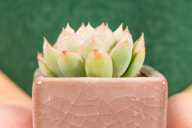 特写仙人掌在锅里握着女人的手，用文案空间，环保日图片下载