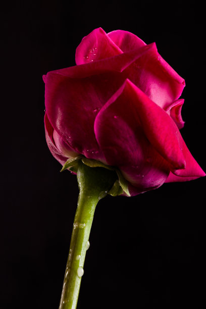 黑色背景下的红头发的创意照片图片下载