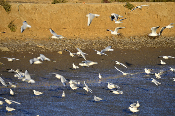 大海鸟素材图片