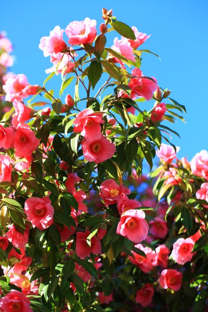 山茶花图片素材ID：315332712