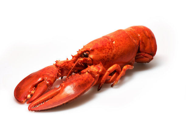 煮熟的龙虾素材图片