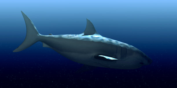 白鲨图片下载