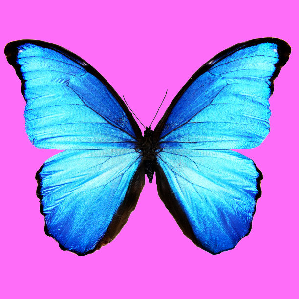 粉红色背景上有蓝色翅膀的蝴蝶图片下载