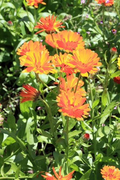 金盏花图片素材ID：315350400