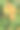 金盏花图片素材ID：315350400
