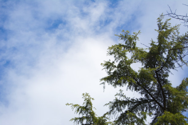 松树和云天图片下载