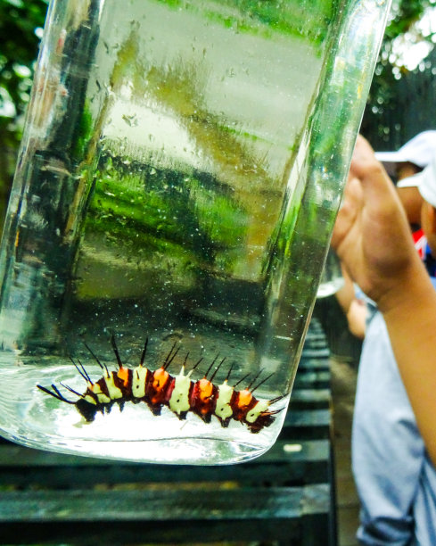 一只被男孩抱着的毛毛虫图片下载