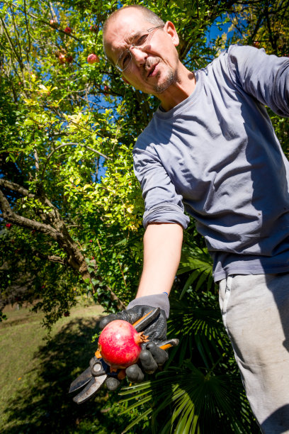 Content Man采摘石榴树在他的后院图片下载