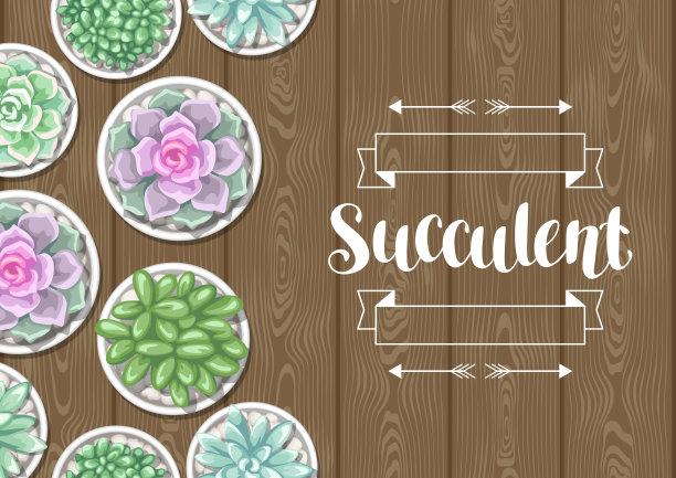 盆中多肉的卡片。梧桐、玉树和驴尾草图片下载