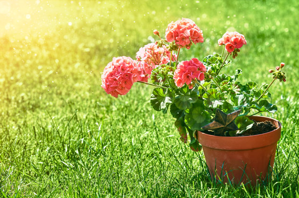 家庭园艺和养花静物花素材图片