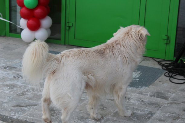 大的白色毛茸茸的狗，人类最好的朋友在寒冷的冬天走在街上没有主人。图片下载