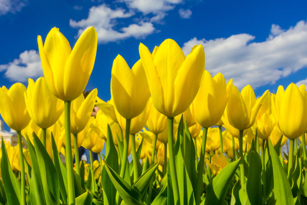 公园里一群群的红色郁金香映衬着湛蓝的天空。图片下载