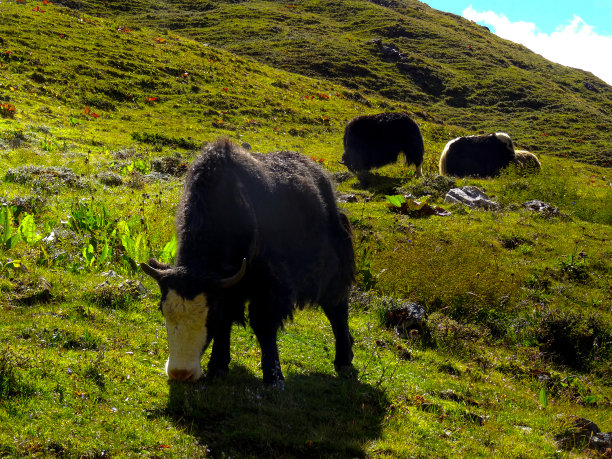 Graze牦牛图片下载