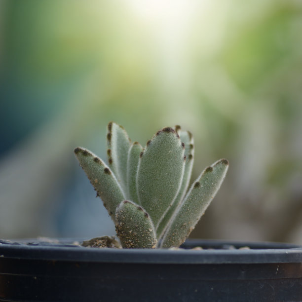 多肉植物图片下载