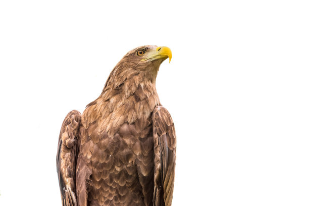 孤立在白色背景上的白尾鹰图片下载