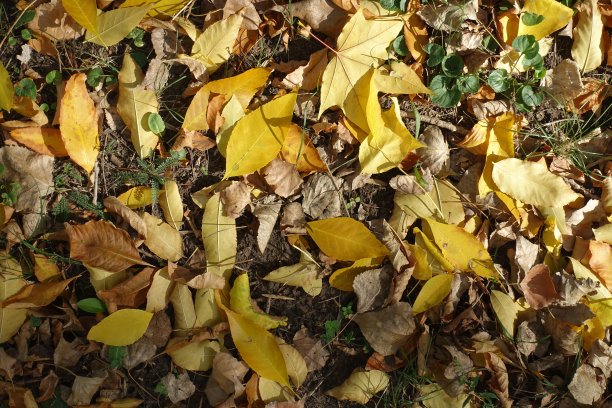 地上不同的落叶图片下载