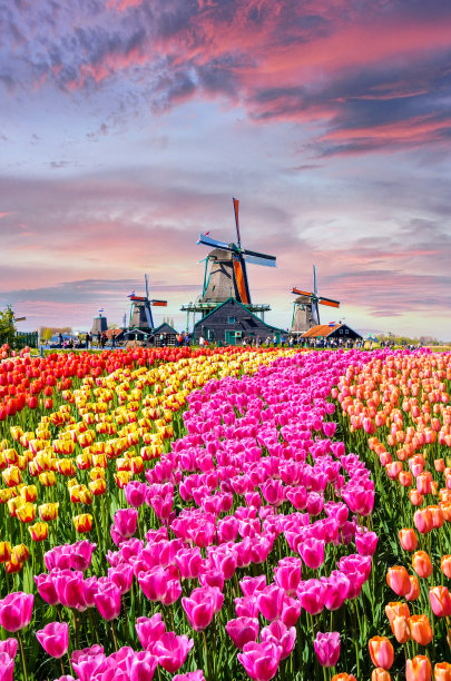 荷兰传统的风车和运河附近的房子，Zaanstad村，Zaanse Schans，荷兰，欧洲素材图片