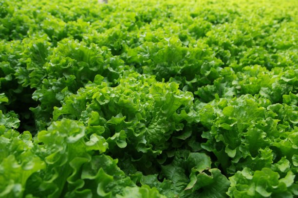 种植园里的莴苣图片下载